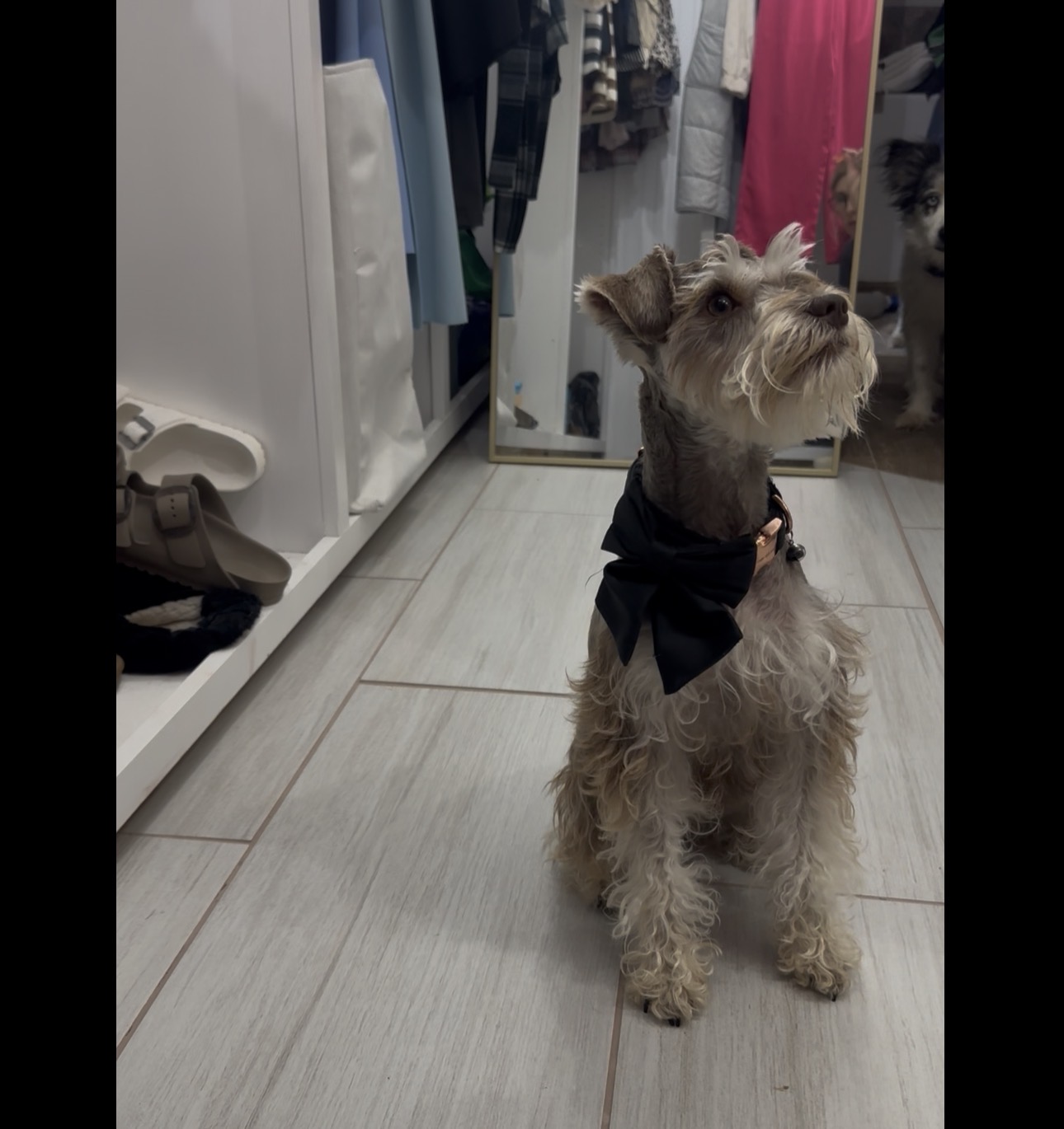 Josie wearing bow collar